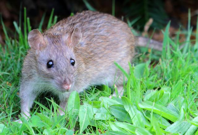 Brown rat in the grass